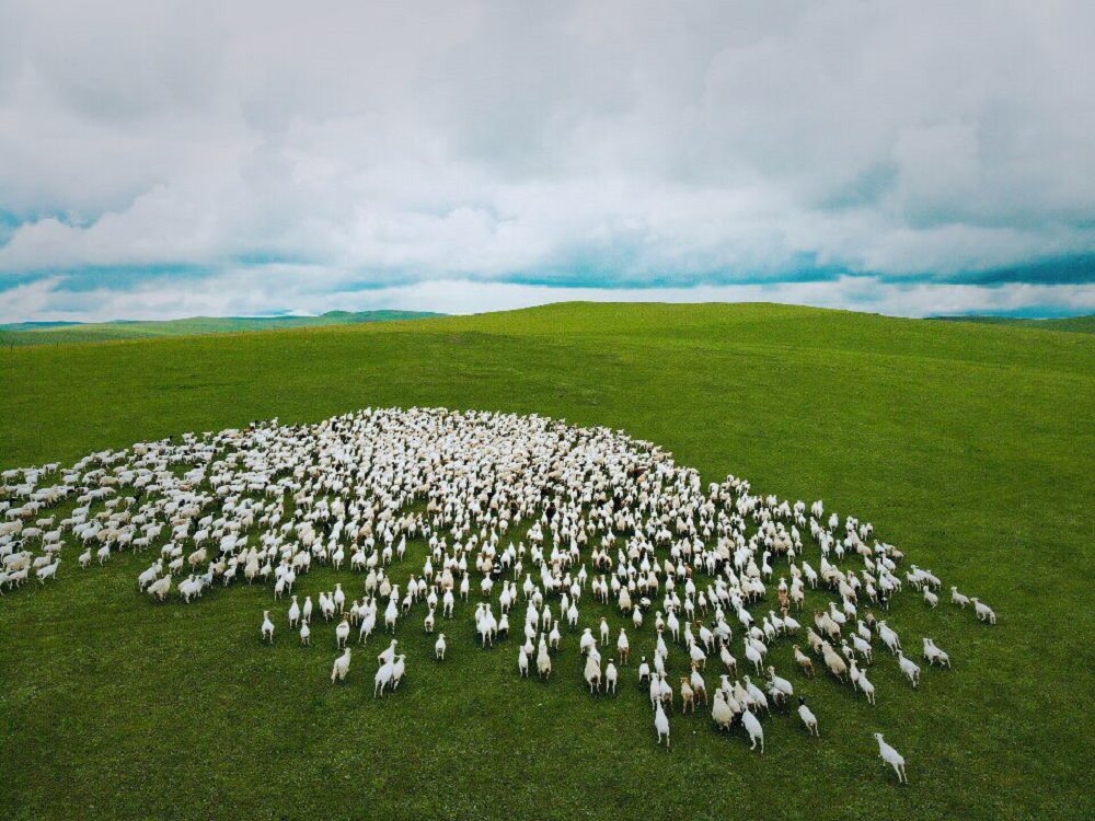 文青攝影師Ean陳耀恩在呼倫貝爾大草原空拍可愛羊群。