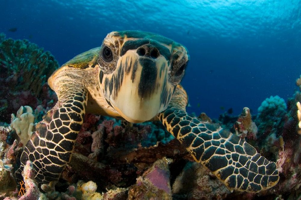 hawksbill-turtle海龜