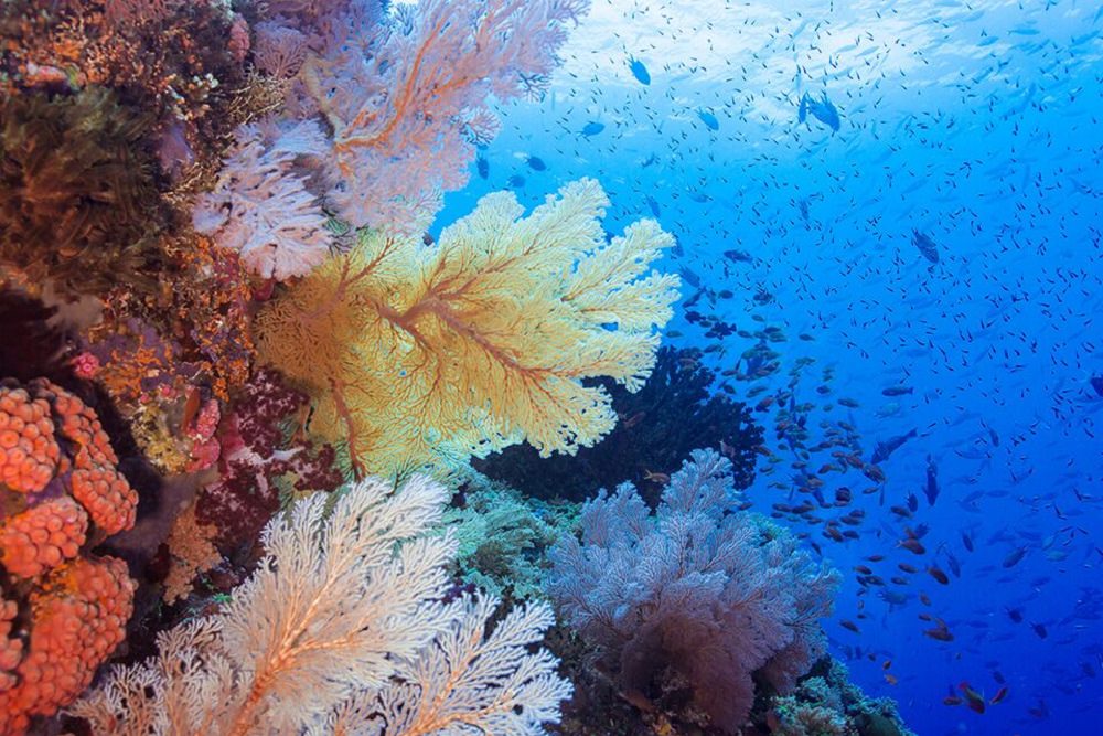 Raja coral-reef-raja-ampat