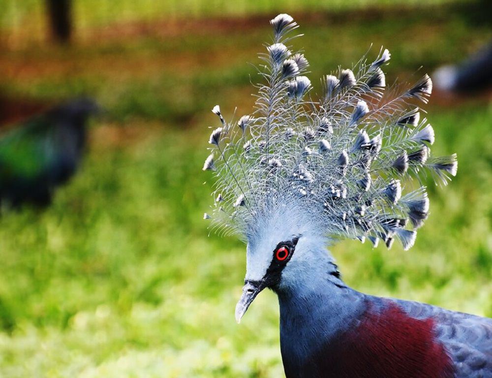 Raja western-crowned-pigeon