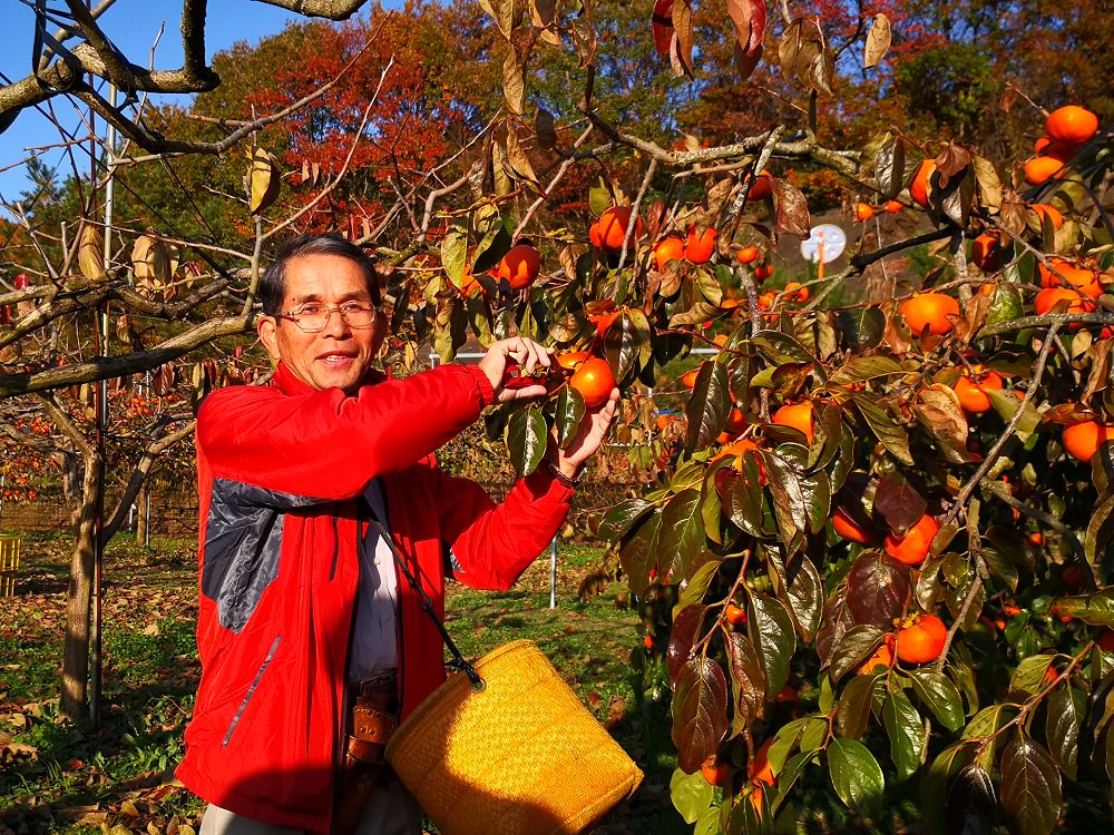 ↗茨城縣常陸太田市的國安町柿農園「果喜樂園」，農場主人山本健次示範採柿。