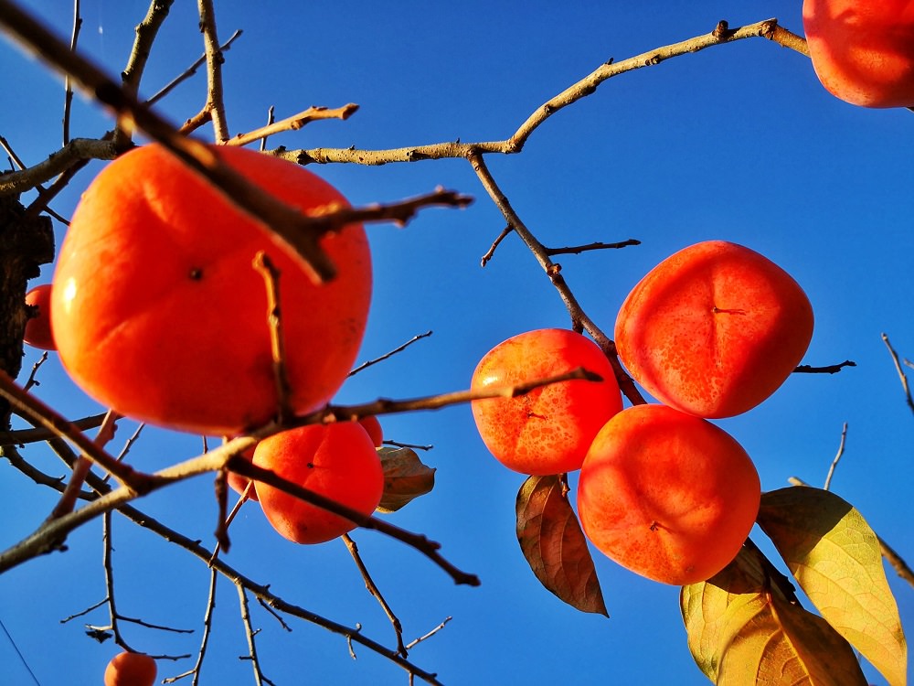 ↗茨城縣常陸太田市的國安町盛產豐富品種的甜柿。