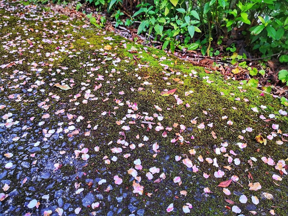 「環山雅築」栽植的170株吉野櫻將從3月初綻放至3月中，循著櫻木花道便可抵達民宿。