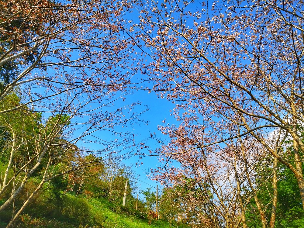「環山雅築」栽植的170株吉野櫻將從3月初綻放至3月中，循著櫻木花道便可抵達民宿。