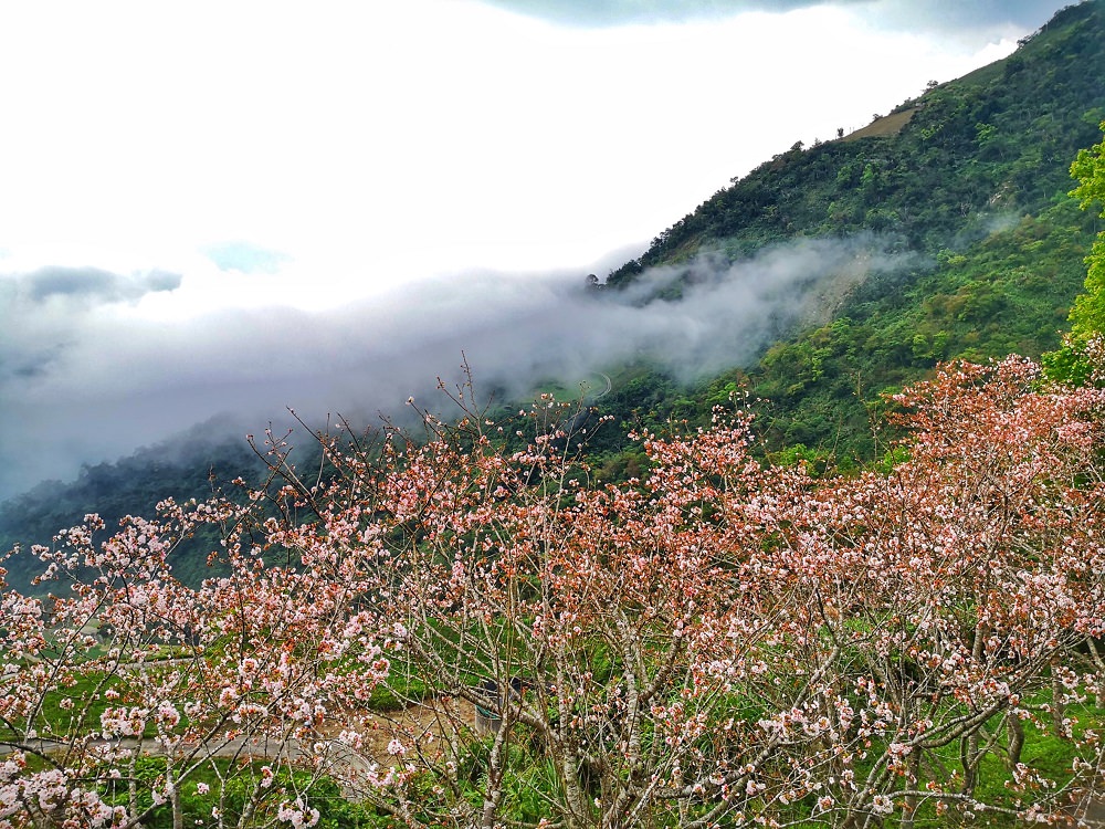 山林氣候變幻萬千，晴空陽光，煙雨山嵐，山巒層疊下的櫻花山林，美若仙境！