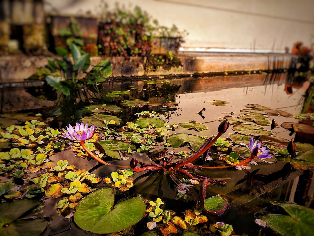 民宿門口的生態池，可見蓮花盛開，青蛙探頭。