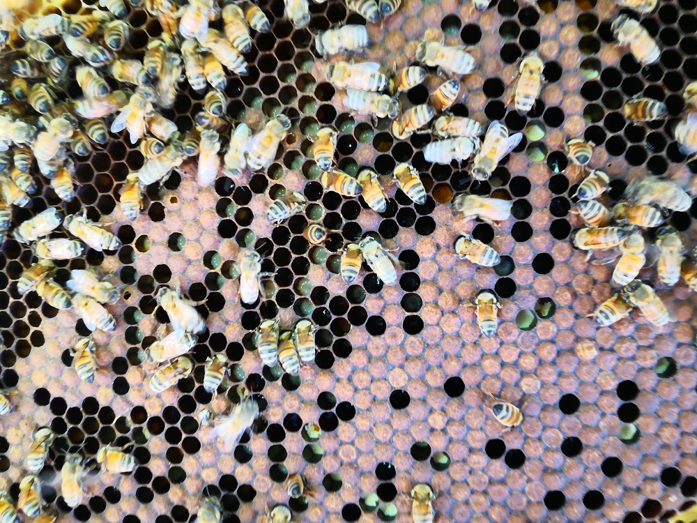 採蜜期已過～現在小蜜蜂採的是花粉