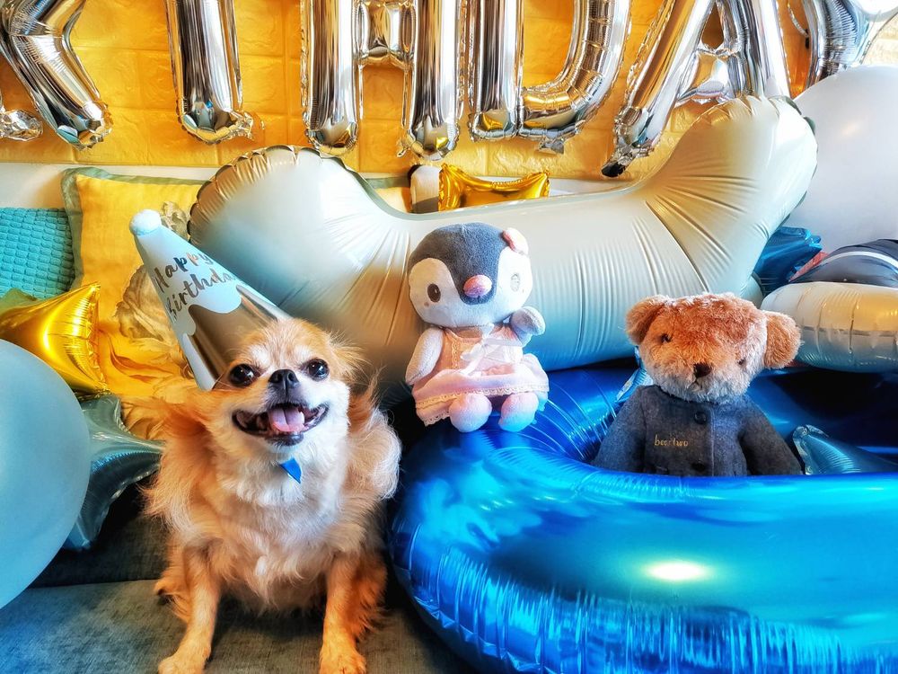 【節慶氣球裝置藝術布置】狗狗生日派對氣球「動森主題」套裝組合 KNJ氣球商城 吃貨旅遊作家水靜葳 (18)