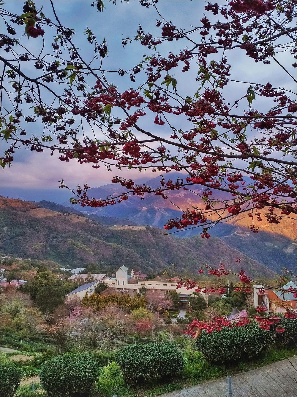 【里山生活│南投清境】茶園步道觀霧賞櫻看日出 宿霧茶園邂逅羊咩咩 吃貨旅遊作家水靜葳JING找樂子 (68)