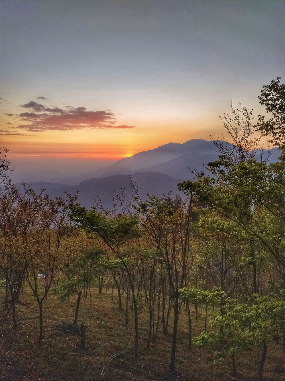 【里山生活│南投清境】櫻花秘境~金粉夕陽步道超夢幻！更勝天空步道│綠野仙蹤│春櫻夏蝶秋楓冬霧 吃貨旅遊作家水靜葳JING找樂子 (69)