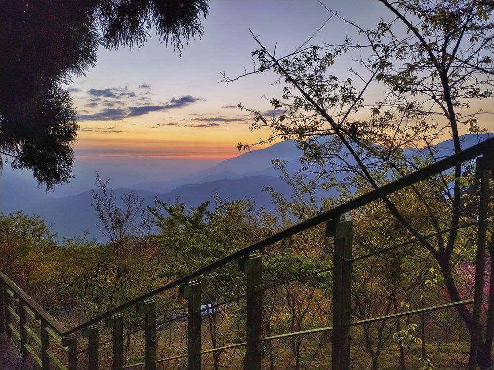 【里山生活│南投清境】櫻花秘境~金粉夕陽步道超夢幻！更勝天空步道│綠野仙蹤│春櫻夏蝶秋楓冬霧 吃貨旅遊作家水靜葳JING找樂子 (75)