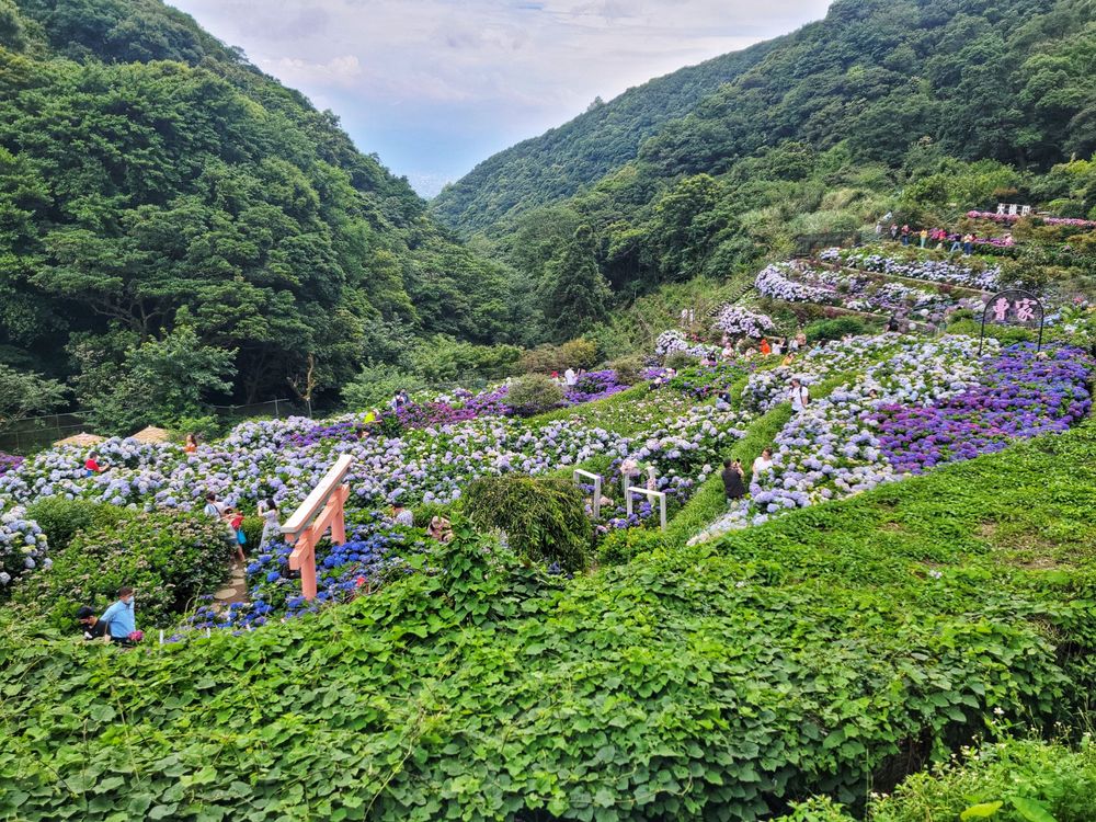 【2022陽明山竹子湖繡球花季│圖多美拍推薦】大梯田花卉生態農園玻璃屋+品種最多繡球花園│曹家花田香日式鳥居繡球花海@環遊世界366天 (65)