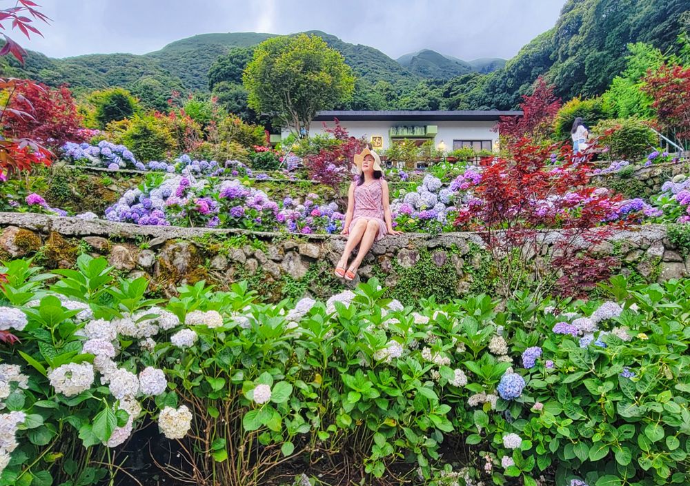 【2022陽明山竹子湖繡球花季│圖多美拍推薦】大梯田花卉生態農園玻璃屋+品種最多繡球花園│曹家花田香日式鳥居繡球花海@環遊世界366天 (22)