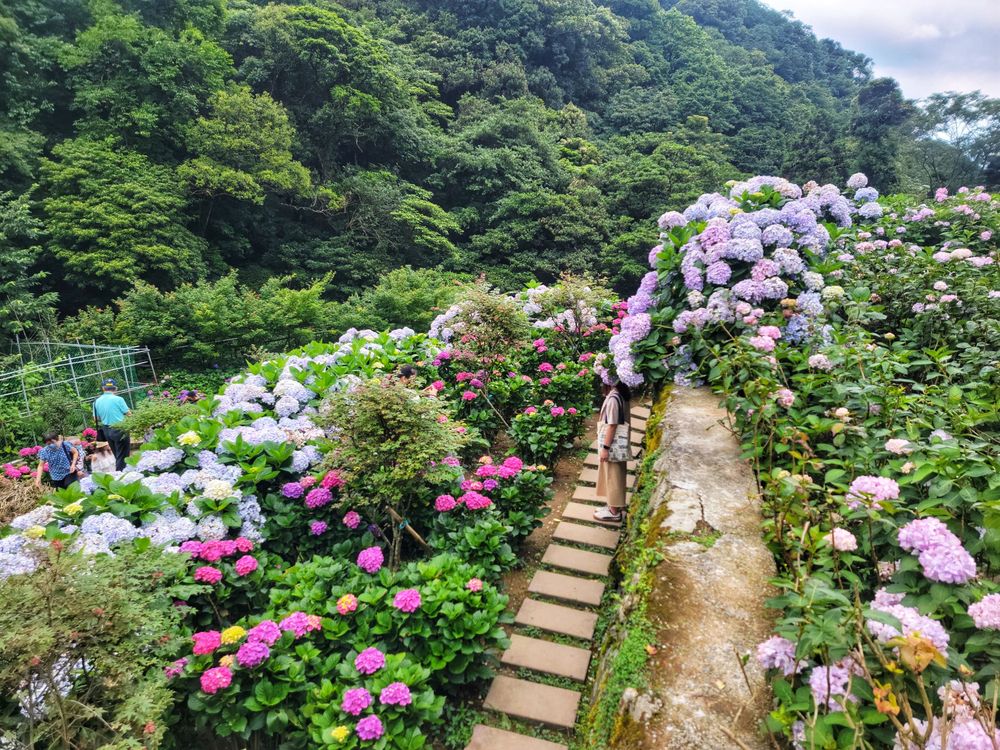 【2022陽明山竹子湖繡球花季│圖多美拍推薦】大梯田花卉生態農園玻璃屋+品種最多繡球花園│曹家花田香日式鳥居繡球花海@環遊世界366天 (142)