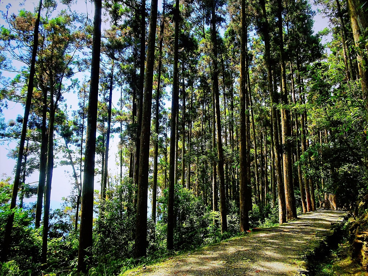 藤枝森林遊樂區步道系統林相優美。