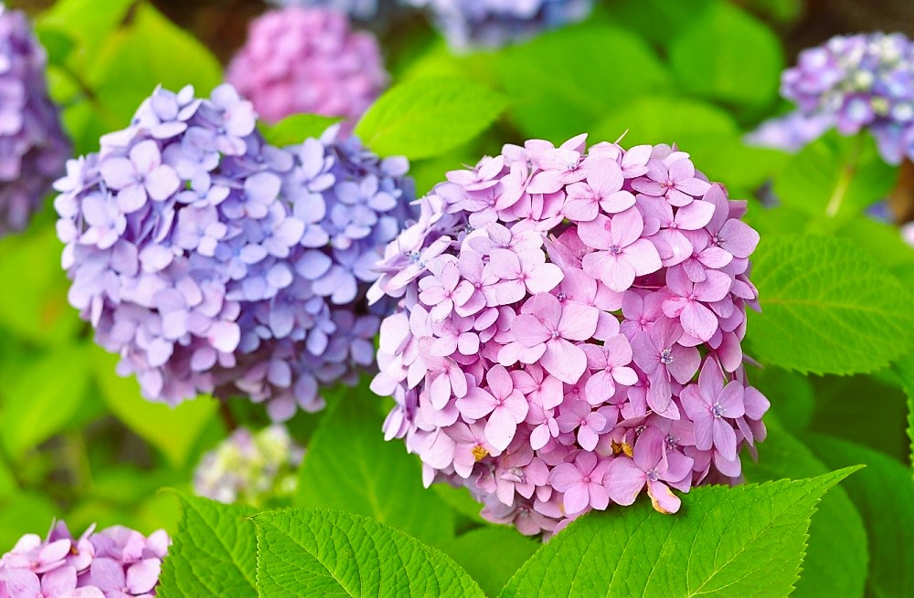 繡球花享有「花中千面女郎」封號，因為土壤酸鹼度影響著繡球花呈現多種顏色。