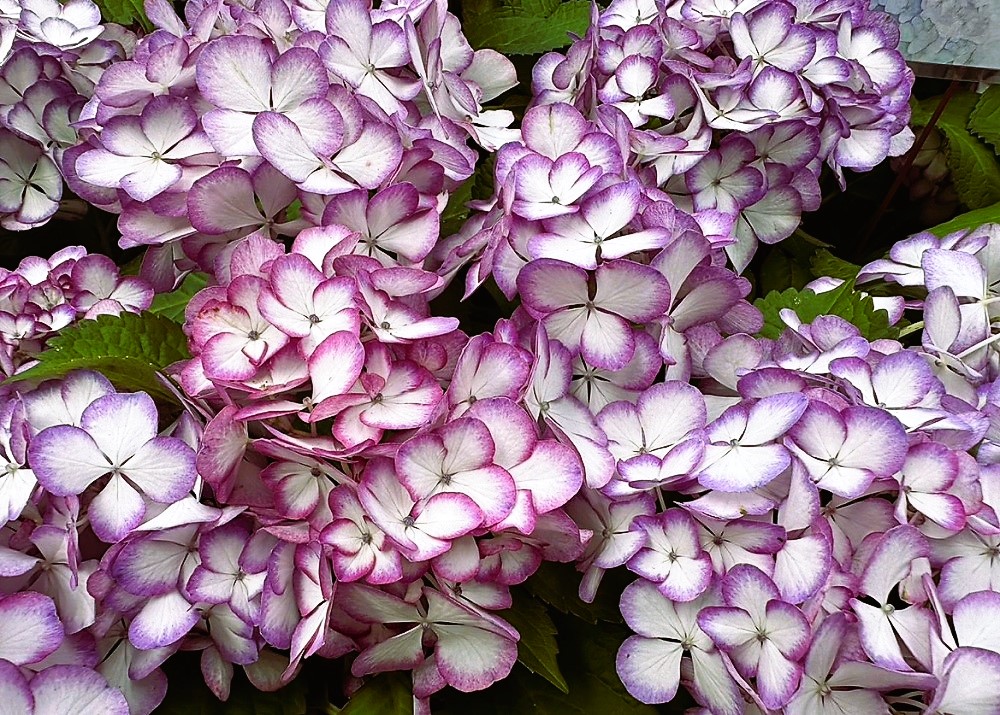 屬於洋繡球的紫白雙色「美佳子」。