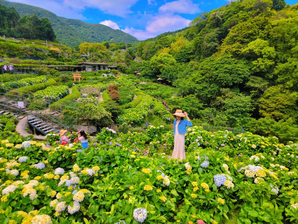 陽明山竹子湖繡球花季│大梯田花卉生態農園打卡美拍攻略:花沙發+漂浮花朵+玻璃教堂+品種最多繡球花園@水靜葳環遊世界366天