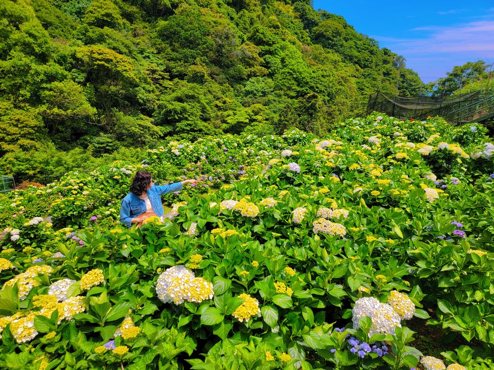 2023竹子湖繡球花季520登場！陽明山賞花美拍打卡熱點大梯田花卉生態農園@水靜葳環遊世界366天 (17)