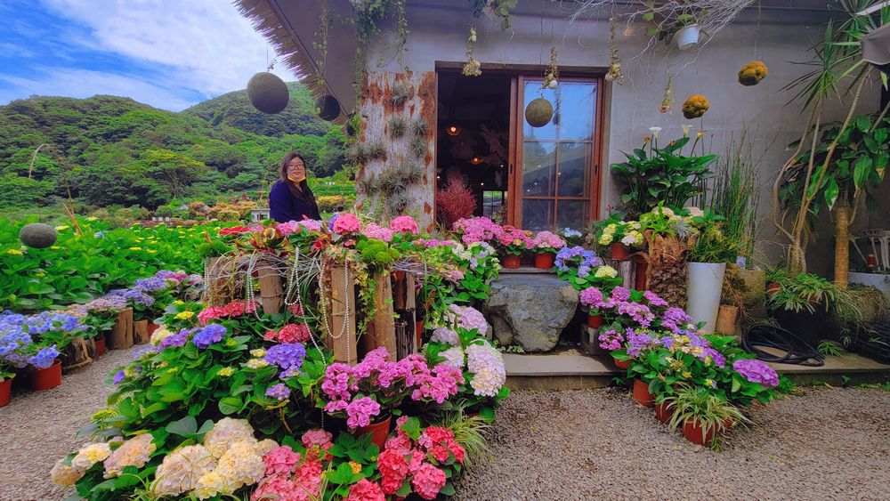 陽明山竹子湖繡球花季│曹家花田香打卡美拍攻略花背包+日式鳥居+峇里島發呆亭@水靜葳環遊世界366天 (2)