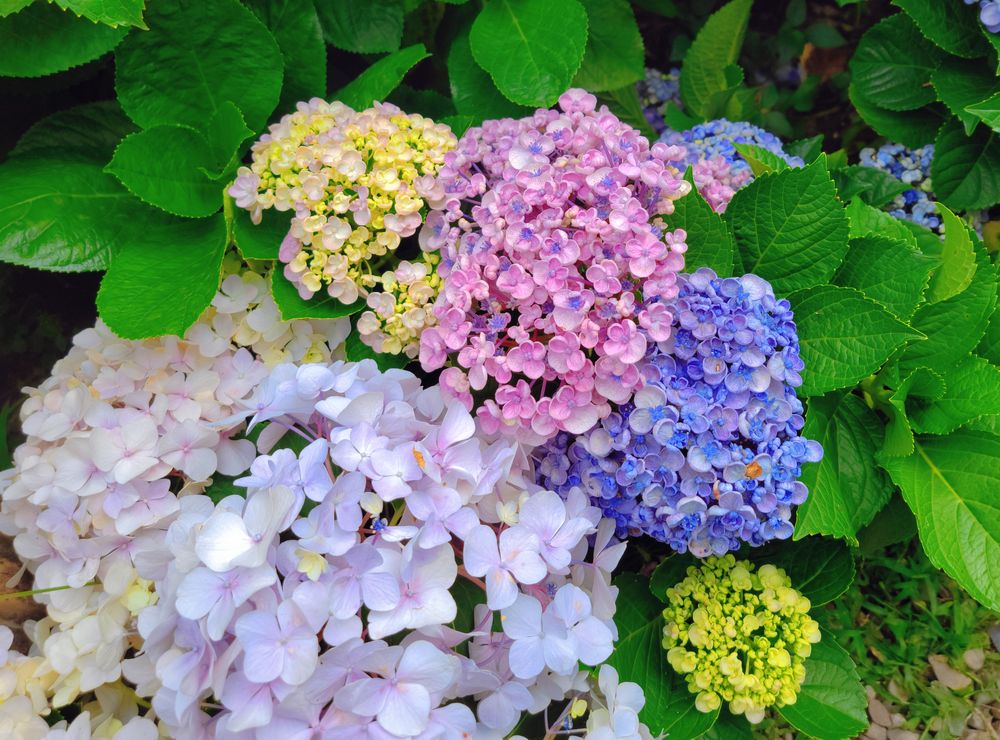 陽明山竹子湖繡球花季│曹家花田香打卡美拍攻略花背包+日式鳥居+峇里島發呆亭@水靜葳環遊世界366天 (6)