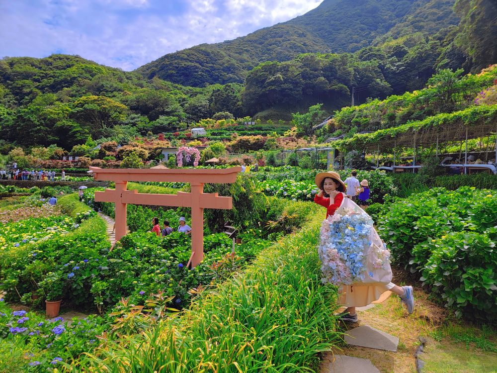 陽明山竹子湖繡球花季│曹家花田香打卡美拍攻略花背包+日式鳥居+峇里島發呆亭@水靜葳環遊世界366天 (22)