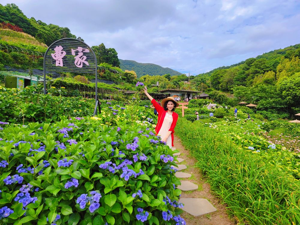 陽明山竹子湖繡球花季│曹家花田香打卡美拍攻略花背包+日式鳥居+峇里島發呆亭@水靜葳環遊世界366天 (31)