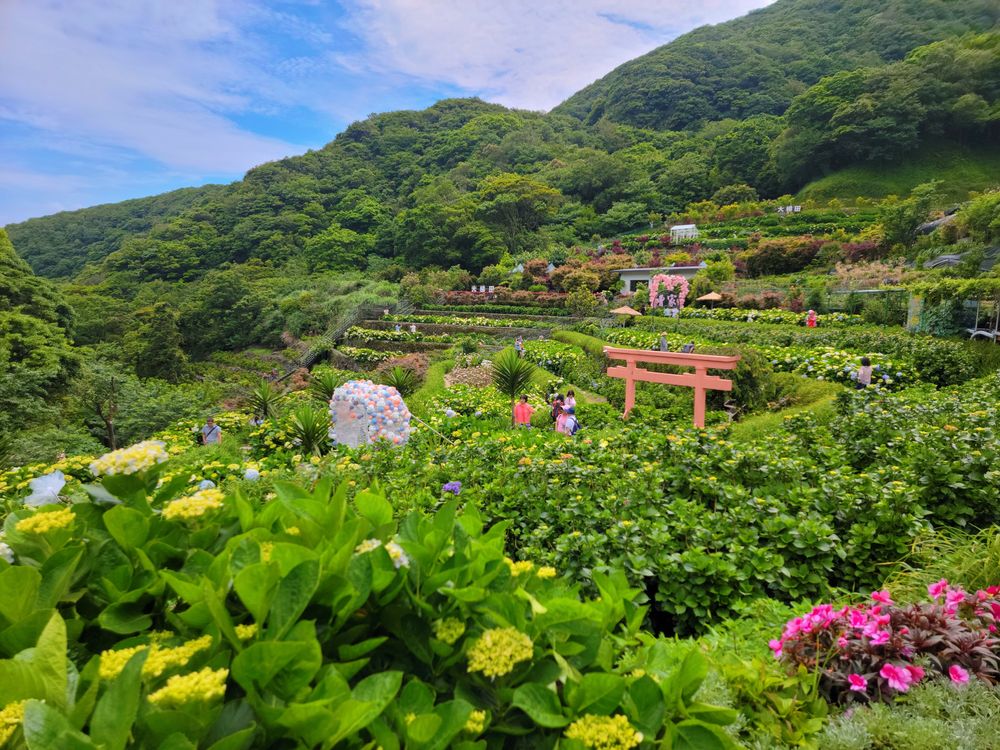 陽明山竹子湖繡球花季│曹家花田香打卡美拍攻略花背包+日式鳥居+峇里島發呆亭@水靜葳環遊世界366天 (15)