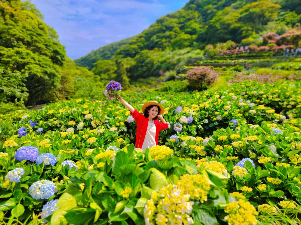 陽明山竹子湖繡球花季│曹家花田香打卡美拍攻略花背包+日式鳥居+峇里島發呆亭@水靜葳環遊世界366天 (34)