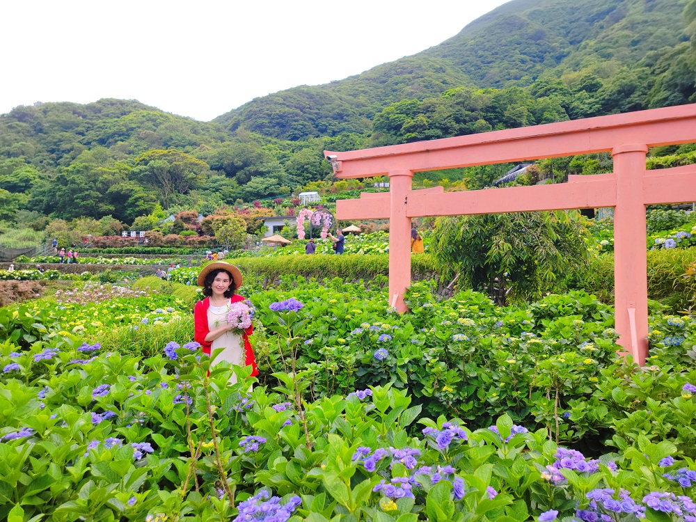 陽明山竹子湖繡球花季│曹家花田香打卡美拍攻略花背包+日式鳥居+峇里島發呆亭@水靜葳環遊世界366天