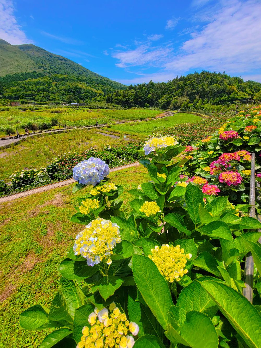 陽明山竹子湖繡球花季│名陽匍休閒農莊打卡美拍攻略360度環繞鞦韆+粉紅車車@水靜葳環遊世界366天 (24)