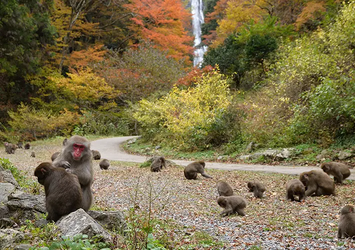 晴天之國秘境 日本岡山縣真庭市來台灣推廣觀光3