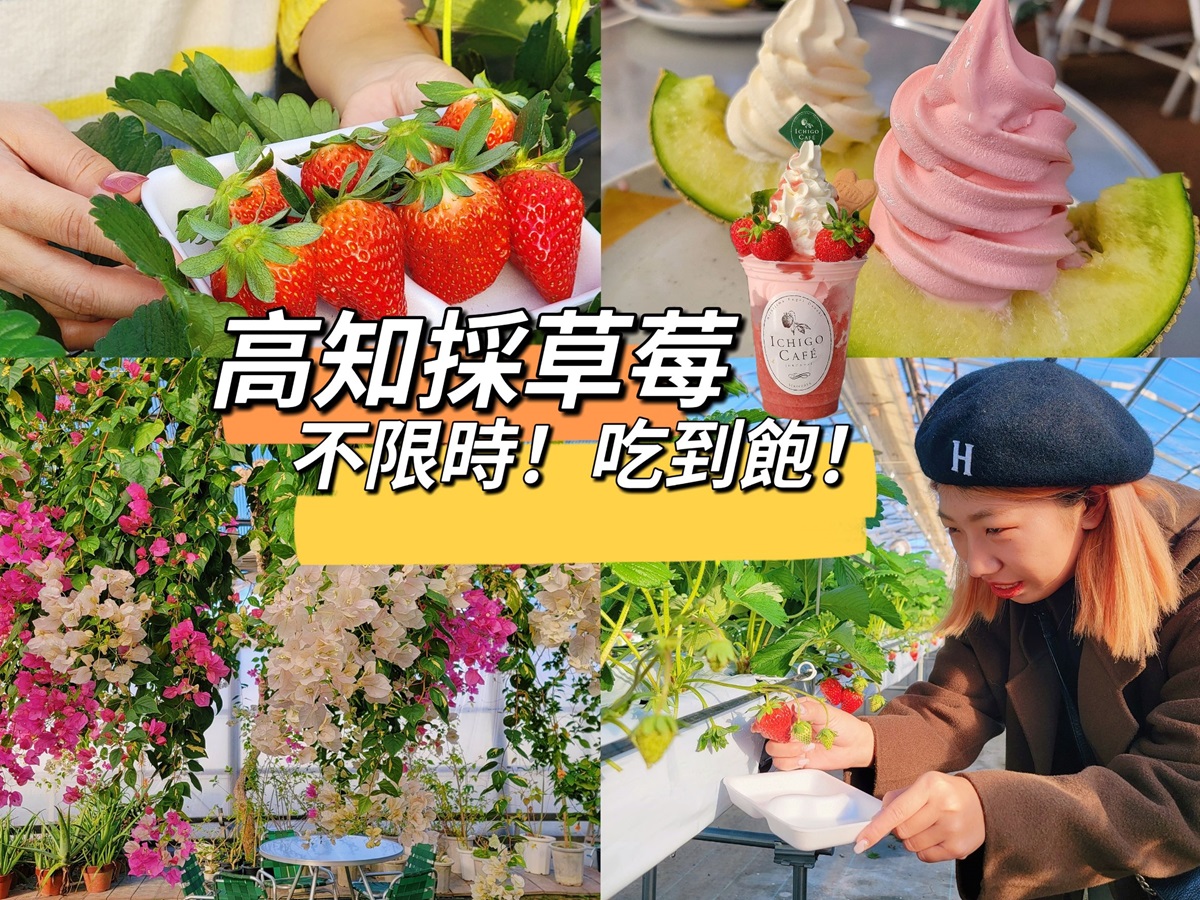 日本高知最大花果樂園採草莓吃到飽 西島園藝團地哈密瓜尾巴天天吃得到 (1)