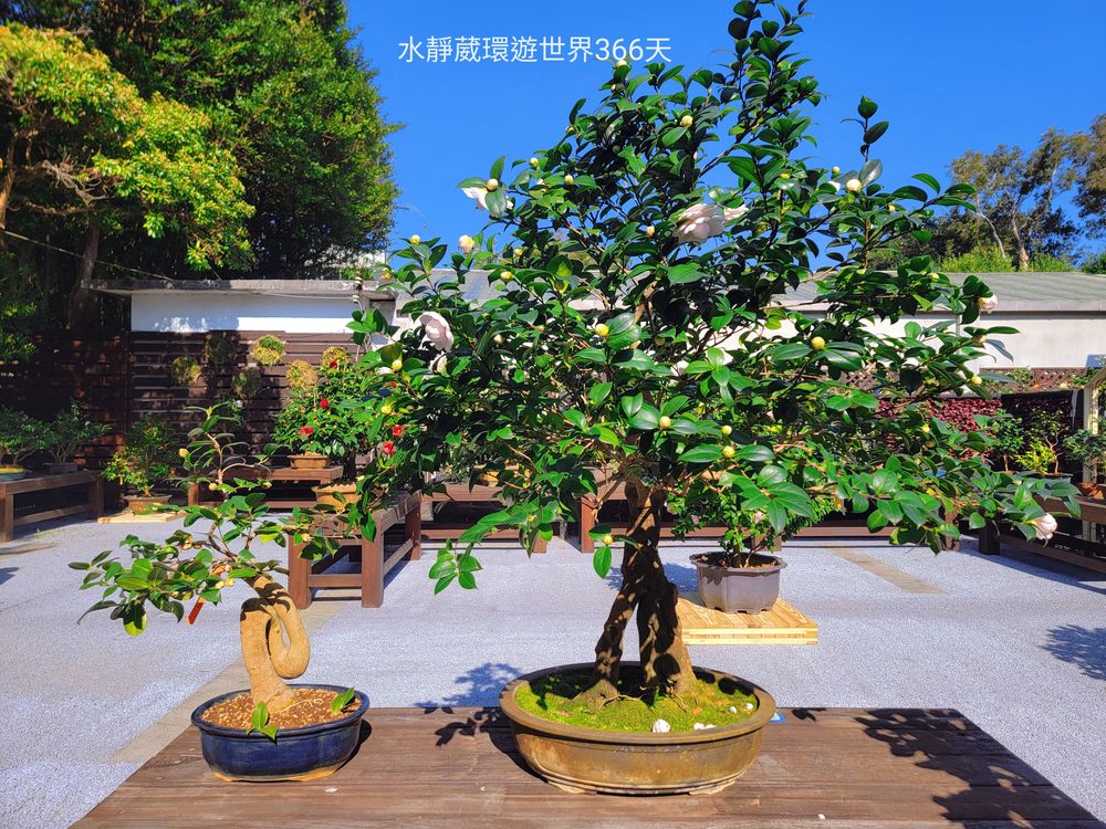 2024台北茶花展除了室外還有室內展出，不受氣候干擾，讓民眾盡情賞花看畫。