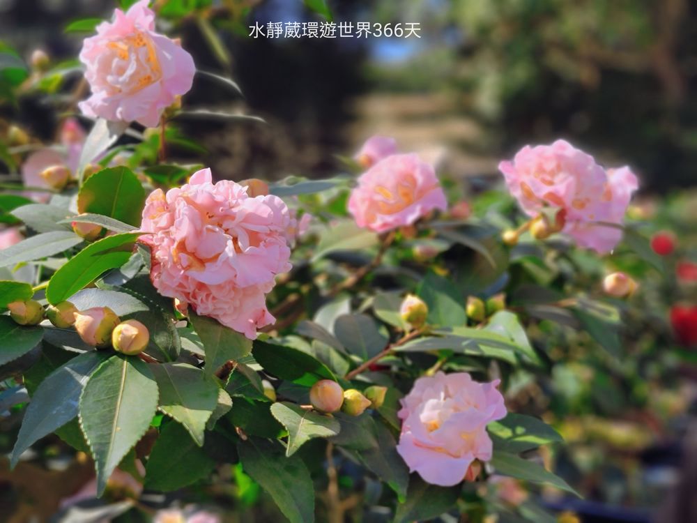 2024台北茶花展精心規劃新舊品種茶花，將近60個品種的茶花。