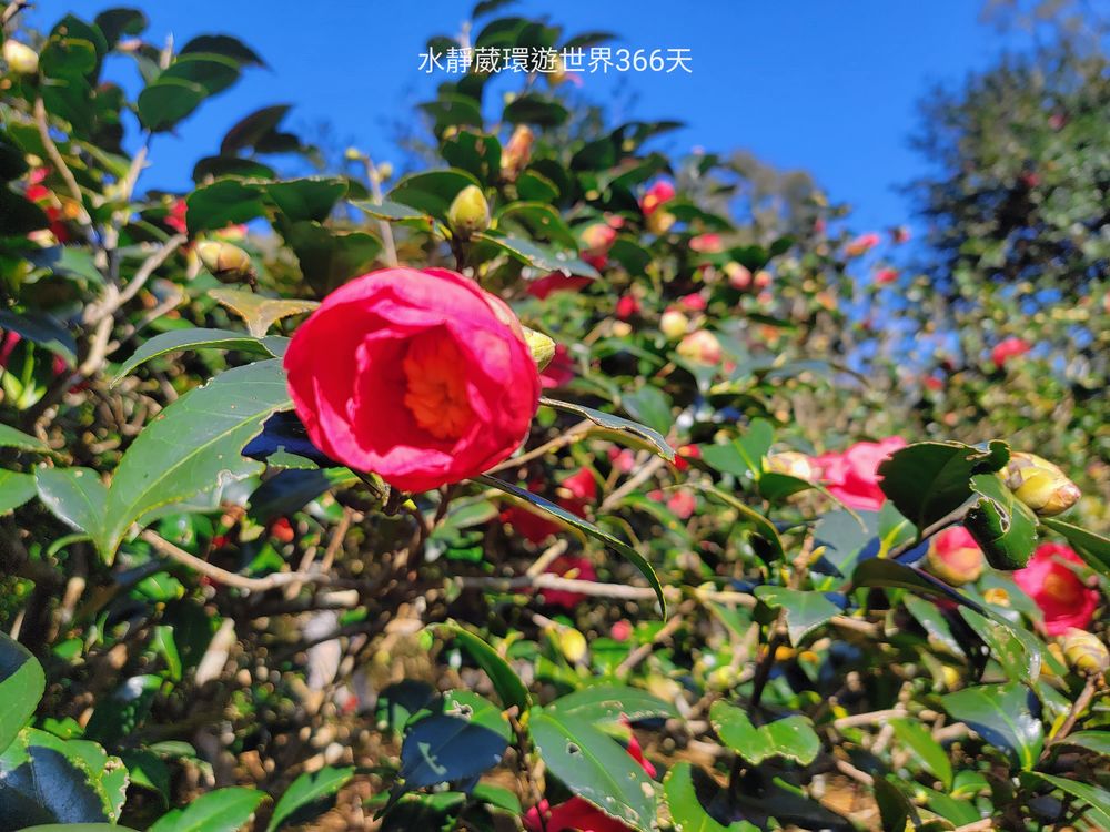陽明山台北花卉試驗中心的茶花區種有多種茶花已陸續綻放。