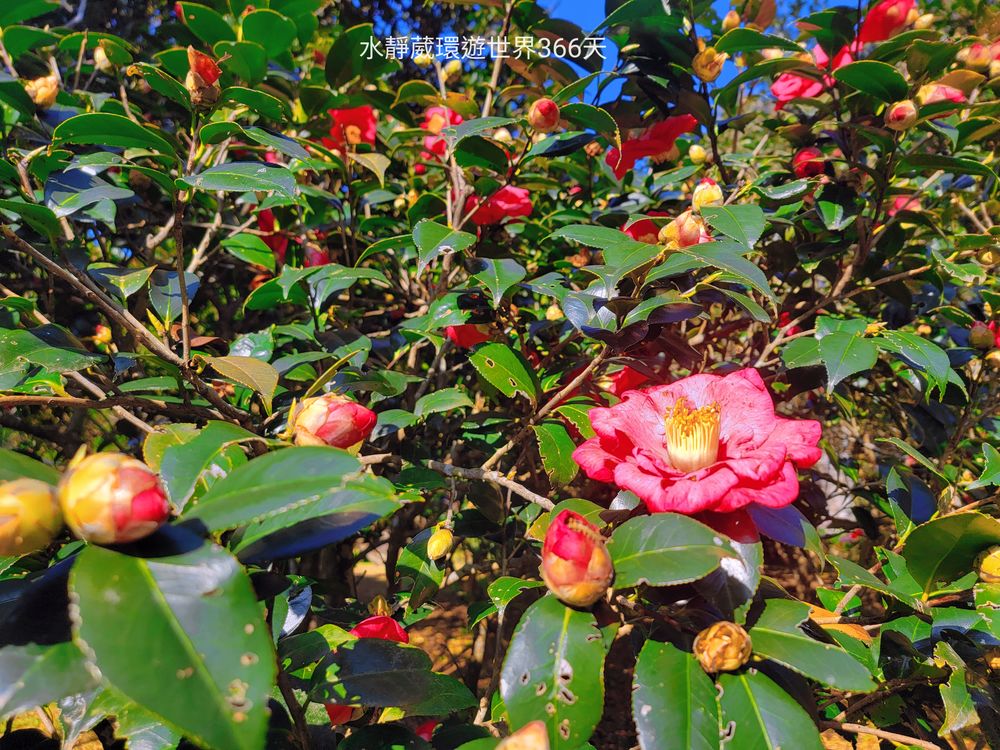 陽明山台北花卉試驗中心的茶花區種有多種茶花已陸續綻放。