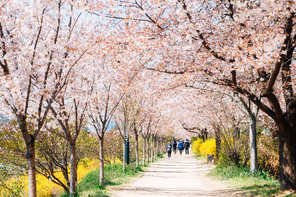 韓國櫻花節東川河畔公園。