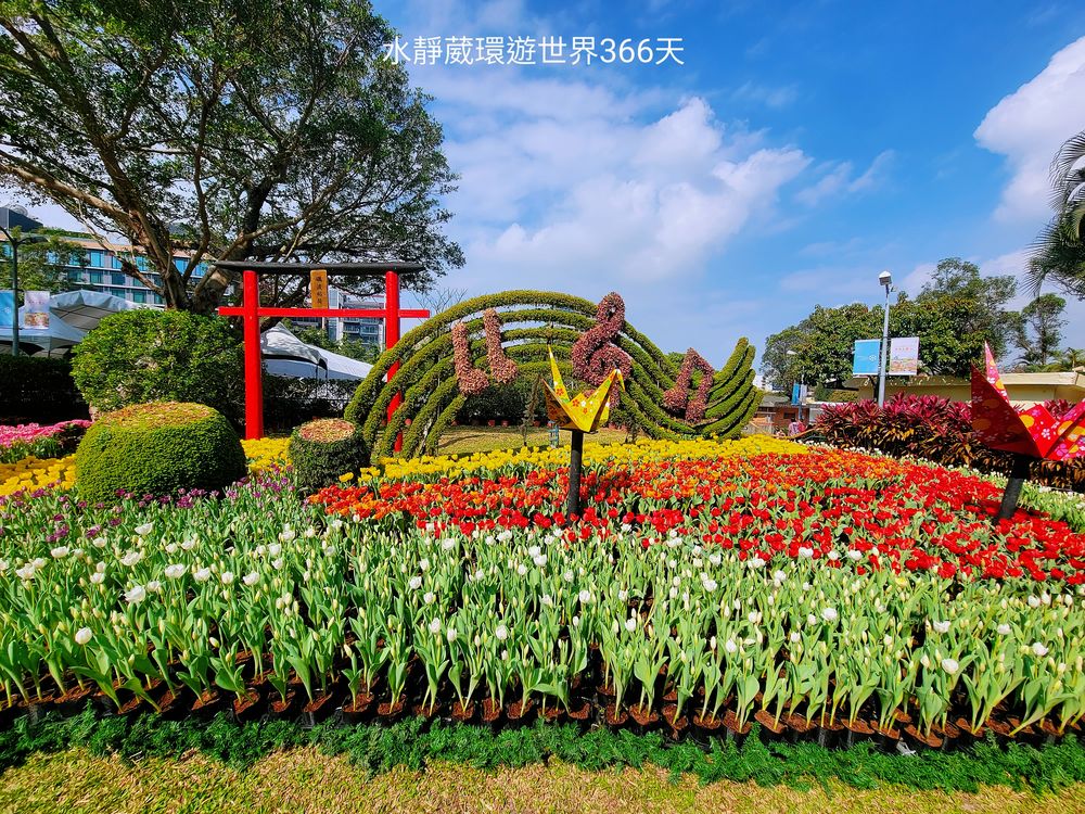 2024士林官邸鬱金香花展與日本礪波市合作的「風神的祈願」展區，神社大紅鳥居、七彩花型風車的轉轉鬱金香。