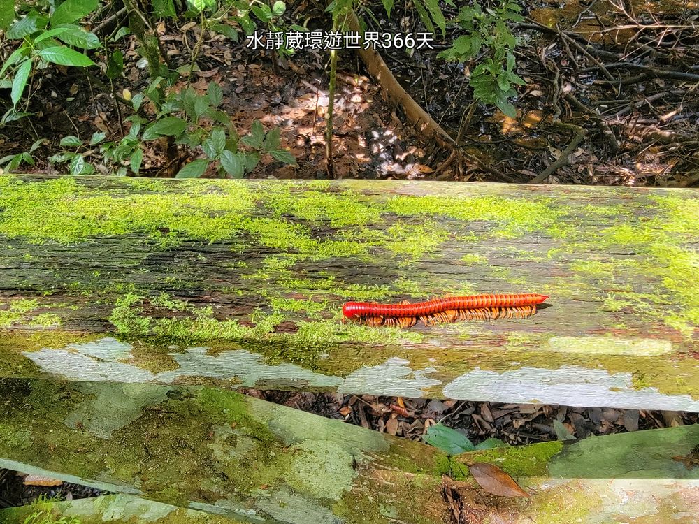 砂拉越美里景點│尼亞國家公園Great Cave Trail