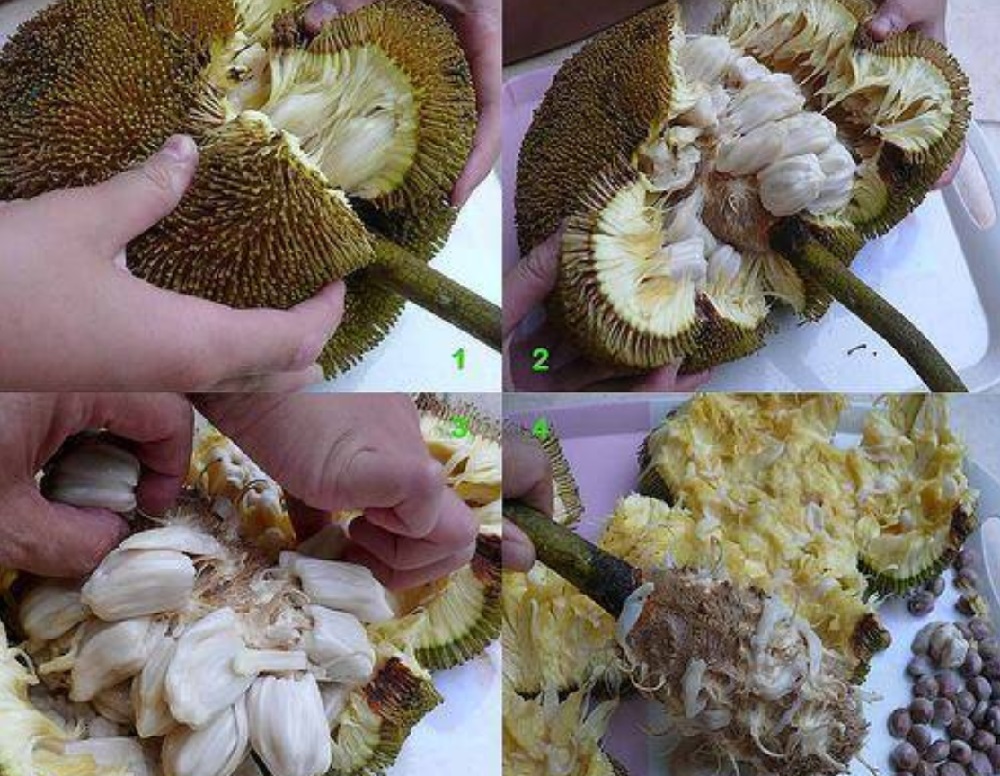 婆羅洲特有水果Tarap（PHOTO=我来自砂拉越 Sarawak My Hometown)