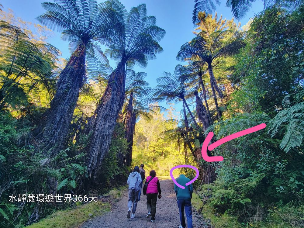 鴻大紐西蘭北島8日遊│電影魔界紅木森林打卡羅托魯瓦Rotorua空中巨木步道 健行、騎馬、山地自行車勝地@水靜葳環遊世界366天 (14)