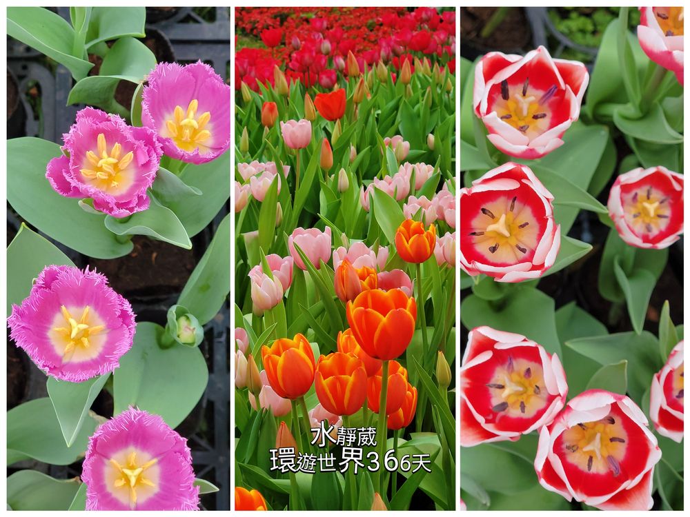 2025春遊賞花！士林官邸鬱金香展13萬株、8大展區特色亮點、攻略、活動抽獎、交通、美拍懶人包@水靜葳環遊世界366天 (30)