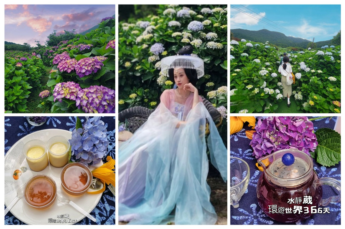 2025竹子湖繡球花季【迎春匍花園】高大花牆隧道、花與樹繡球花園漢服美拍、繡球花季下午茶、DIY、文創商品@水靜葳環遊世界366天