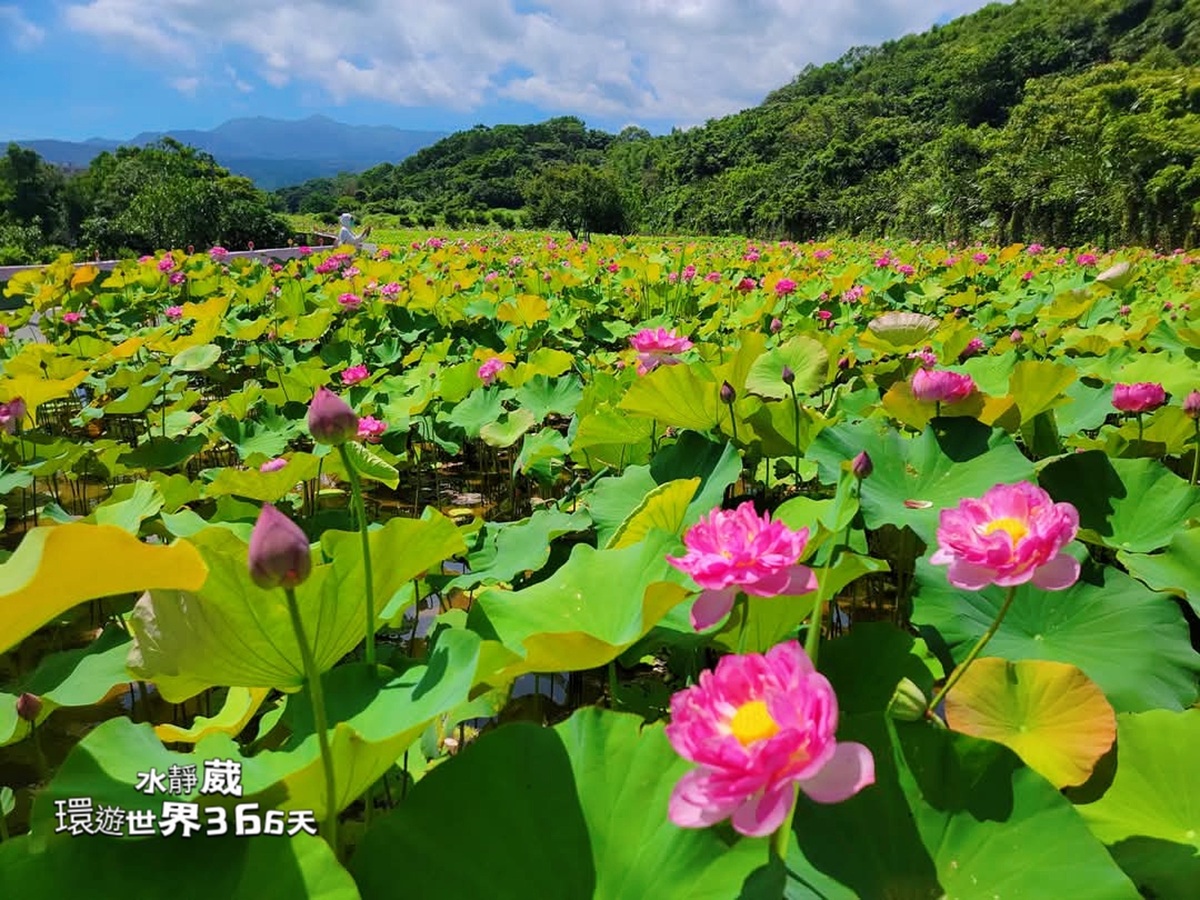 村越风月 急須 師事山田常山 牡丹紋　共箱　共布　美品　1057 瑞冠純米山田錦中汲長期熟成2018BY - 島羽| WINGISLANDS